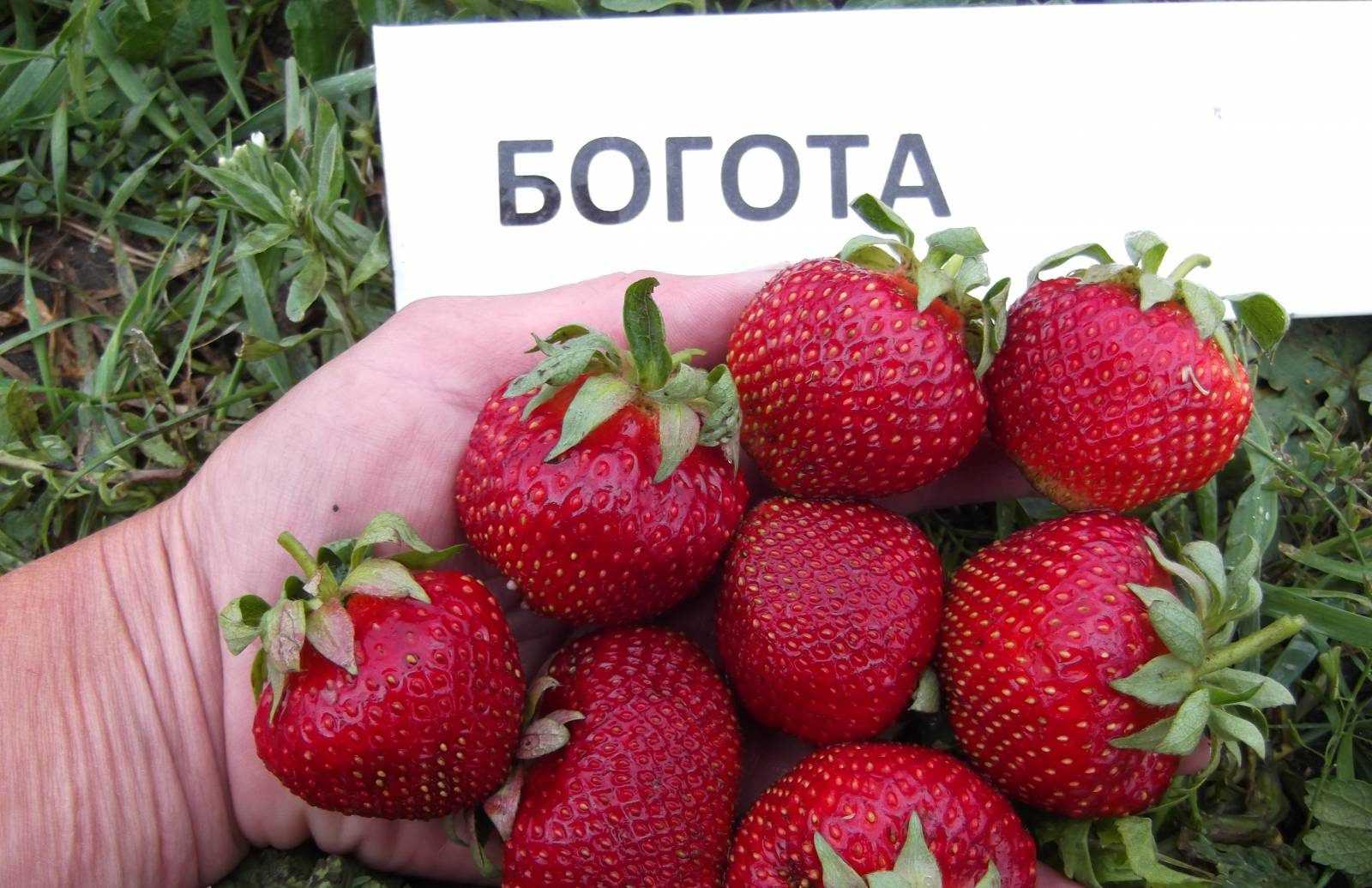 Клубника Богота: описание сорта, фото, отзывы садоводов Достоинства и недостатки, рекомендации по выращиванию
