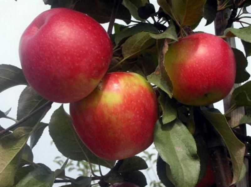 Яблоки айдаред: описание и характеристики сорта, правила выращивания, отзывы