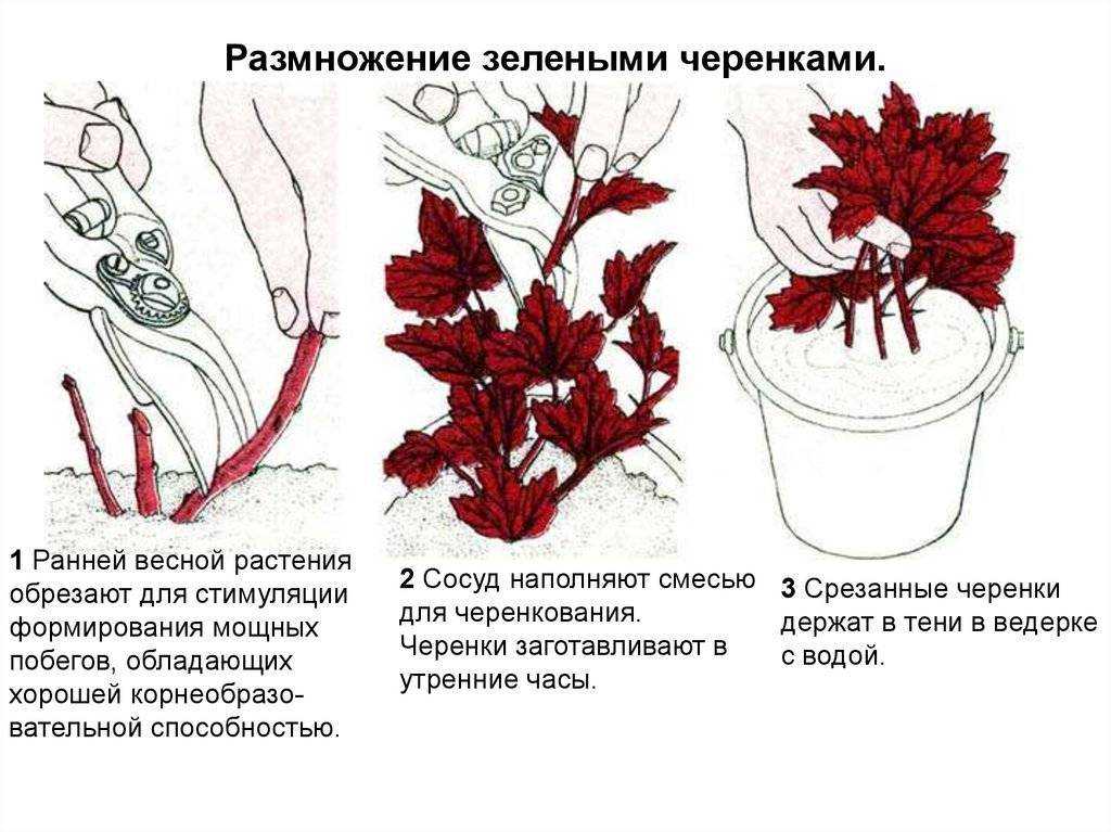 Барбарис: посадка и уход, виды и сорта, фото.