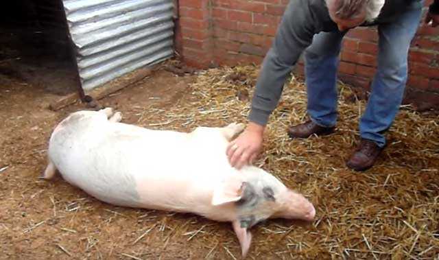 Температура у свиней: норма, причины повышения, как измерить, чем лечить
