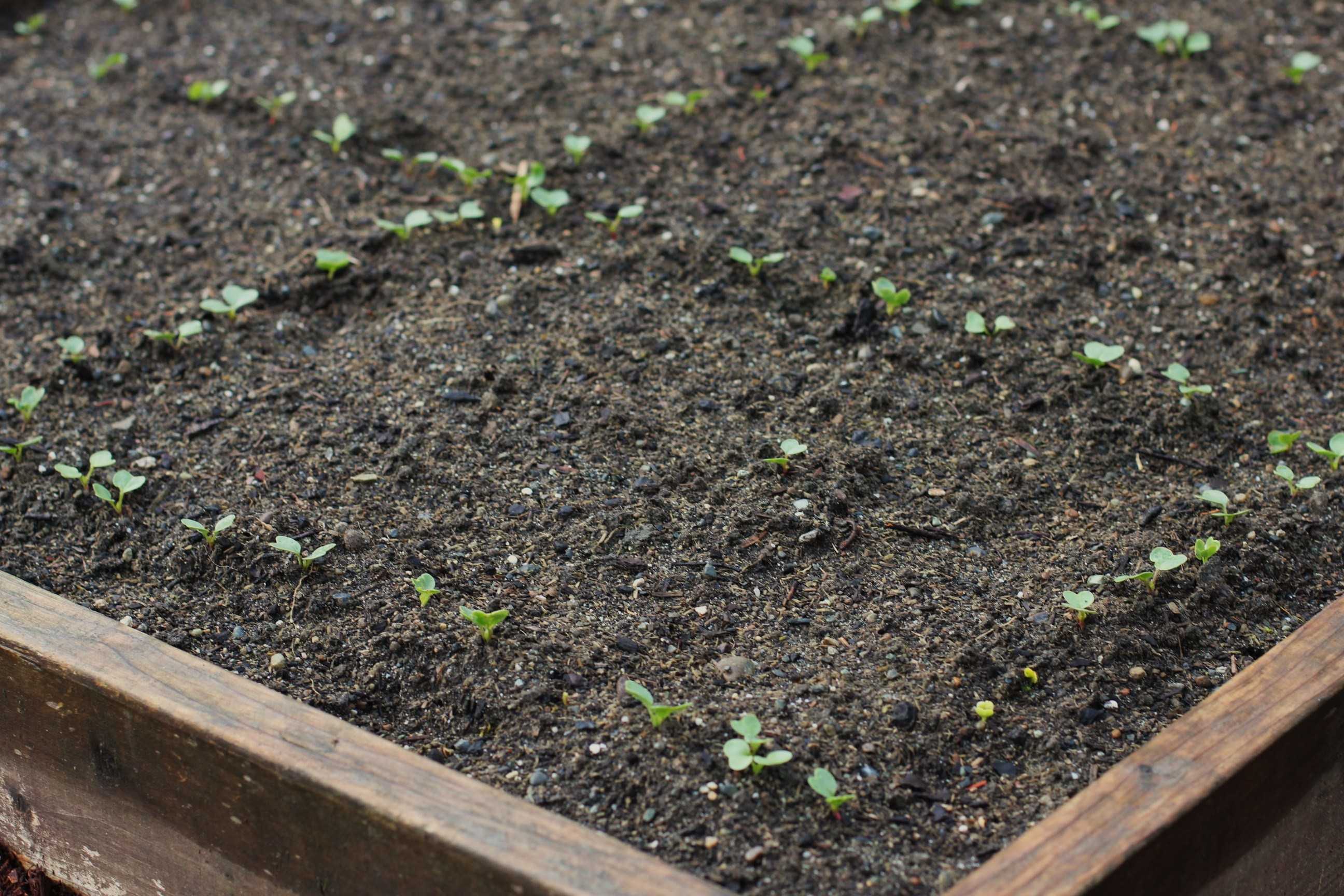 Редис — лучшие сорта семян для открытого грунта и теплиц из поликарбоната