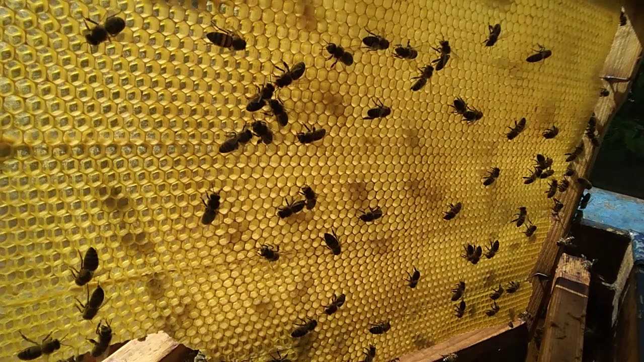Способы замены и подсадки маток в пчеловодстве