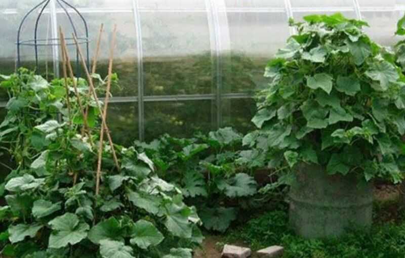 Лучшие сорта огурцов на 2021 год: самые урожайные, вкусные, для теплицы и открытого грунта