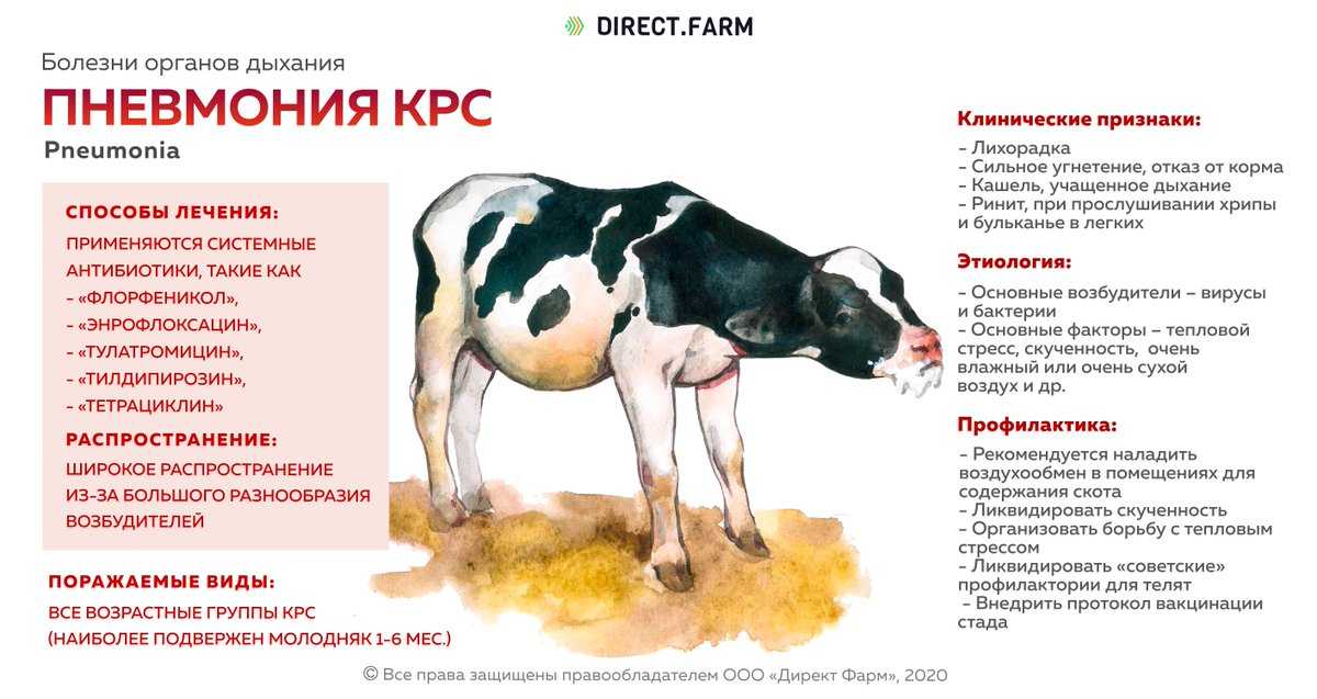Чем болеют свиньи и как это лечить?