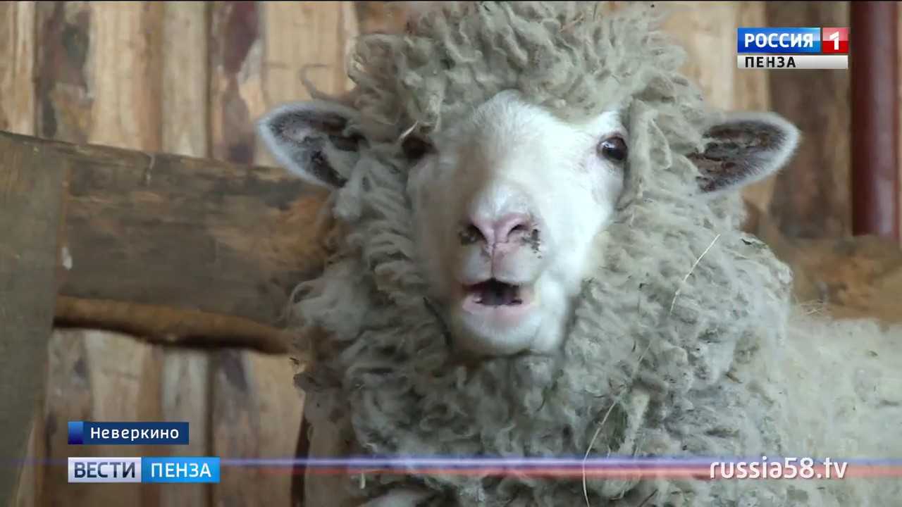 Ташлинская порода овец: описание и характеристика