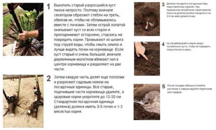 Пионы выращивание и уход, размножение, пересадка
