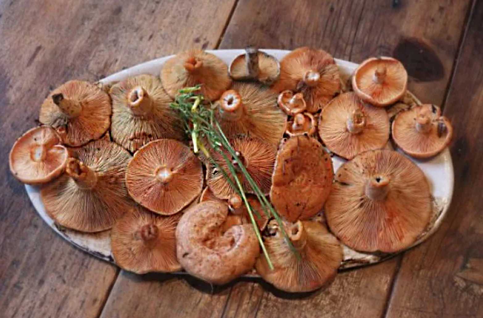 Как сушить грибы правильно (7 способов в домашних условиях)