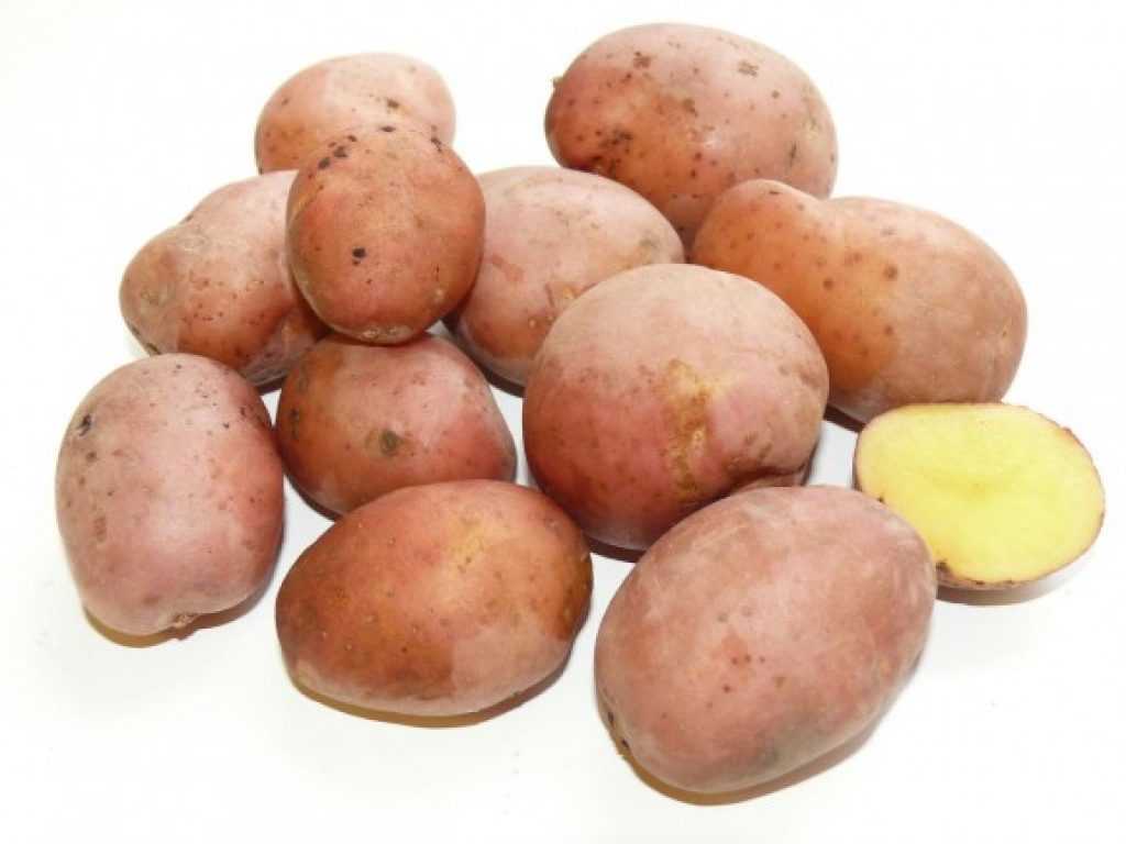 Картофель ароза: описание и характеристика сорта с фото, вкусовые качества, особенности выращивания