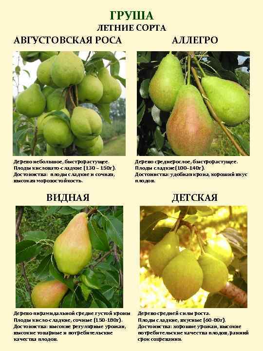 Характеристика груши Аллегро, внешний вид дерева и плодов, условия для выращивания, правила посадки и ухода Меры безопасности от болезней и вредителей