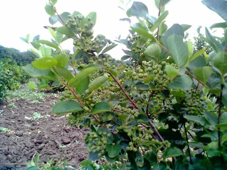 Выращивание и уход за черноплодной рябиной: посадка, обрезка, размножение: фото, видео инструкция