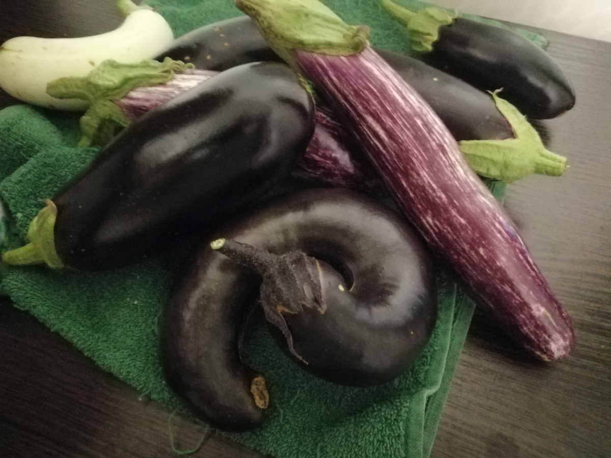 Баклажана