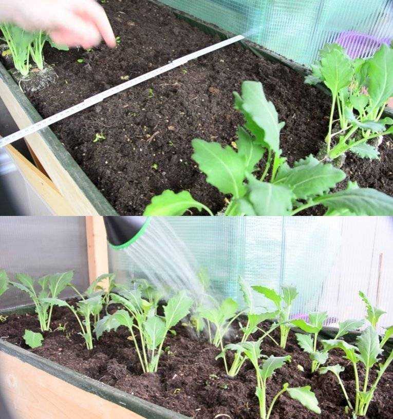 Кольраби капуста выращивание в открытом