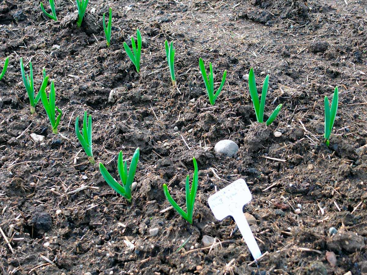 Выращивание ярового чеснока: посадка и уход в открытом грунте, как поливать и удобрять