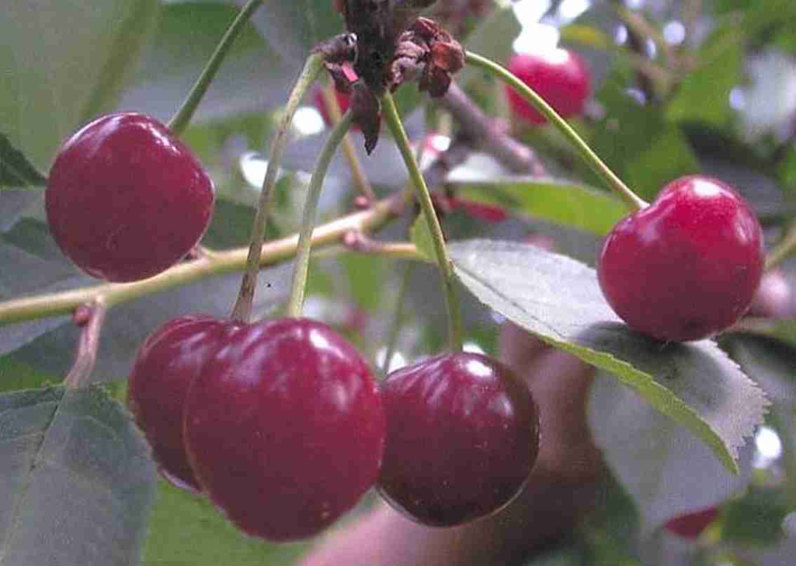 Низкорослая вишня: описание лучших сортов карликовых вишен