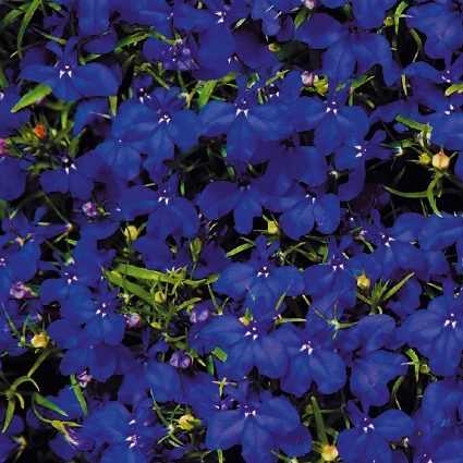 Яркая лобелия — описание цветка, сорта, фото и особенности выращивания