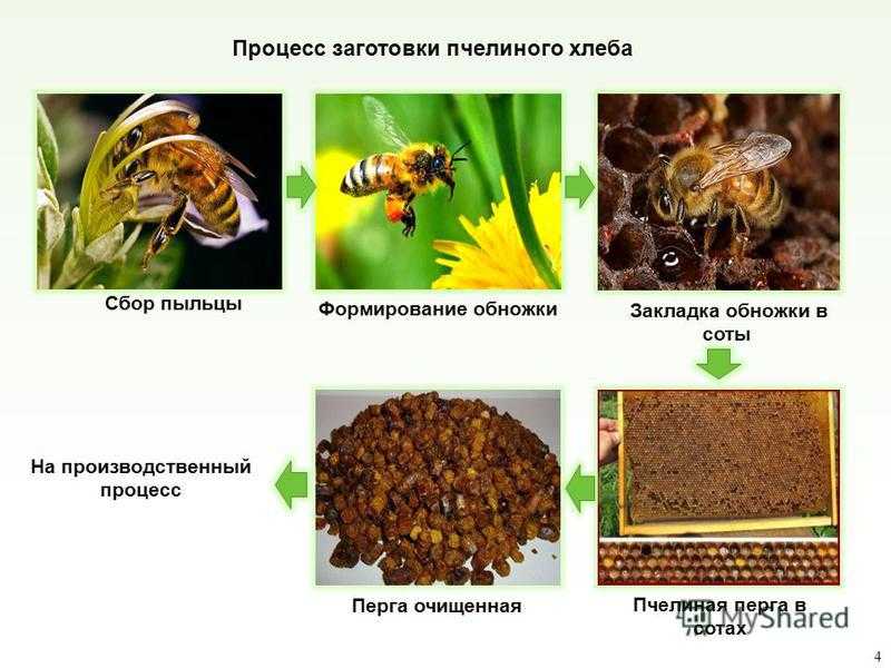 Функции пыльцы. В каких процессах участвует пыльца. Как по другому называется процесс собирания пыльцы. Карта пыльцы обножка таблица. Положительно ли влияют на растение сбор пыльцы пчелами.