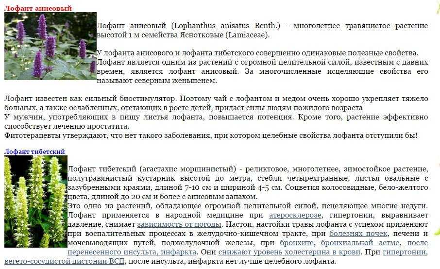 Лофант. посадка, размножение, уход, сорта, фото на supersadovnik.ru