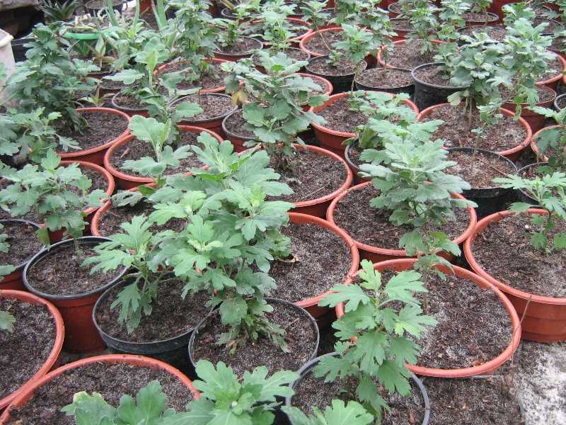 Хризантема индийская фанфары смесь выращивание из семян | мой сад и огород