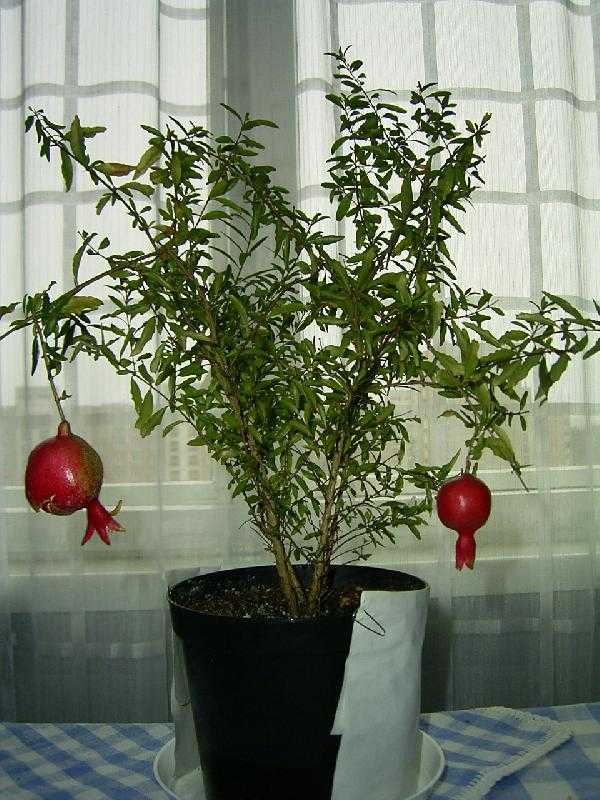 Комнатный гранат бейби: разновидности сортов фрукта, характеристика комнатного азербайджанского, выращивание карликового из семян в домашних условиях