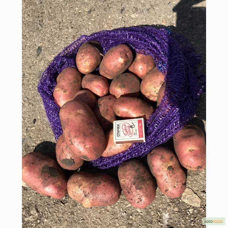 Вкусный и высокоурожайный картофель «санте»: описание сорта, фото, отзывы