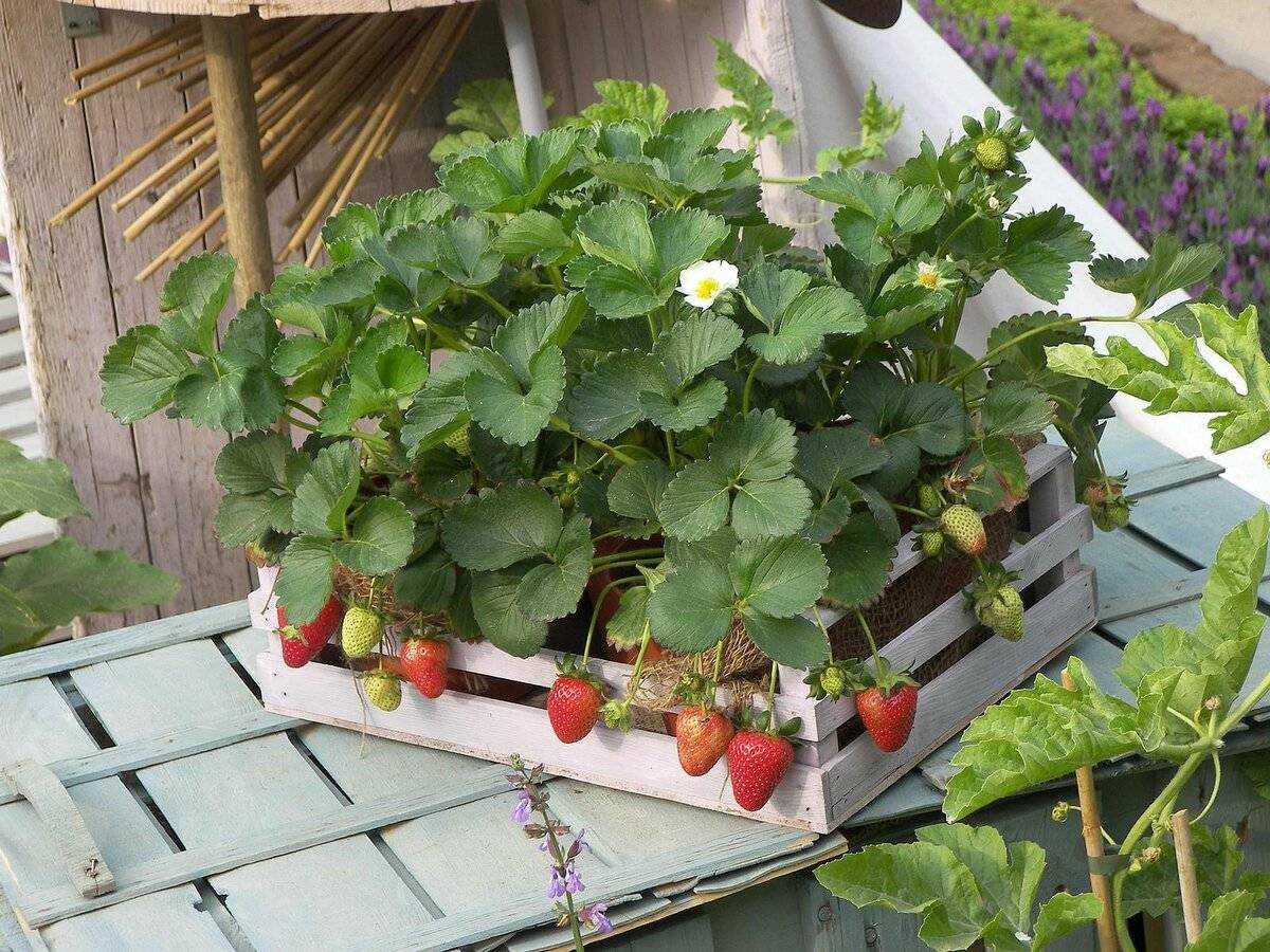 Как выращивать клубнику в ящиках на улице - сад и огород