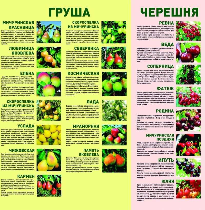 Груша мраморная: описание сорта, отзывы садоводов, фото урожая и правила выращивания, посадки и ухода