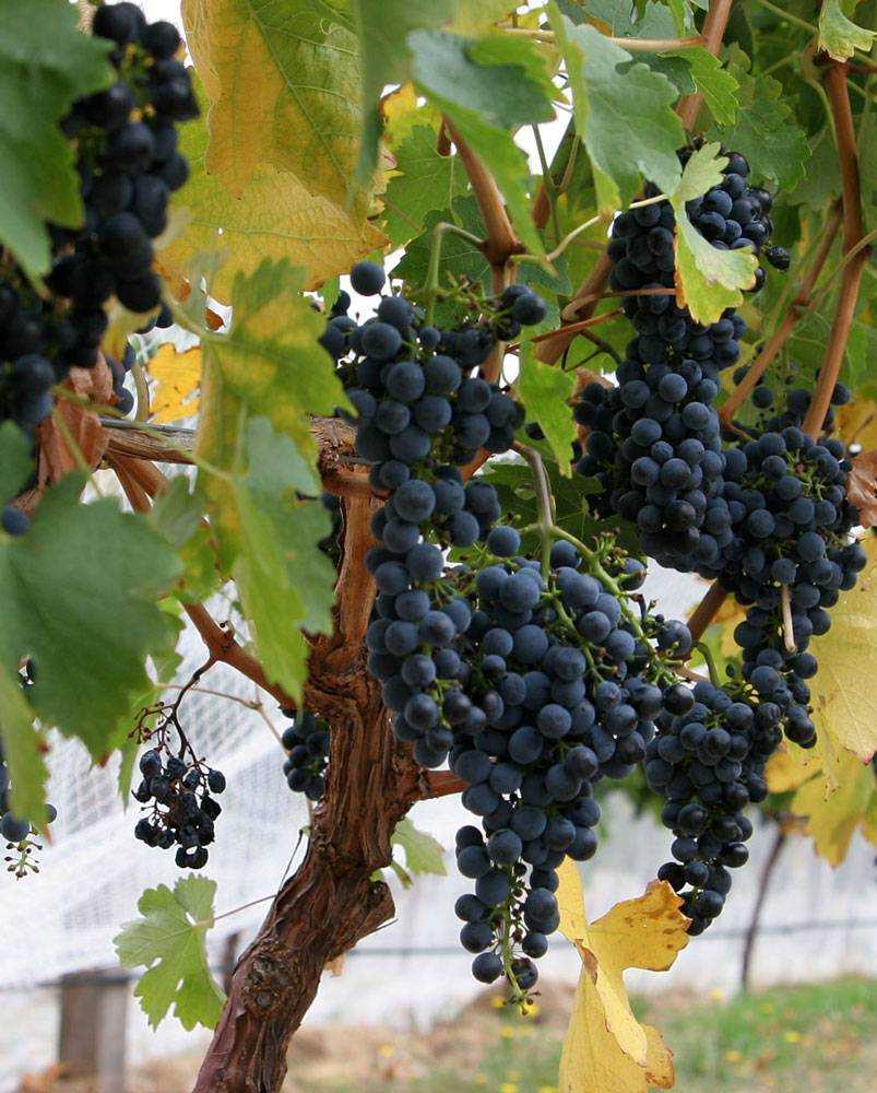Виноград альфа описание сорта фото. сорт винограда «альфа»: описание, выращивание, использование и подготовка к зиме
