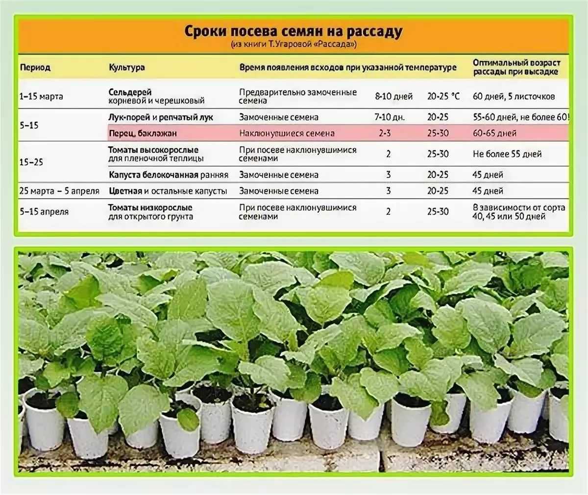 Схема посадки пекинской капусты на грядку