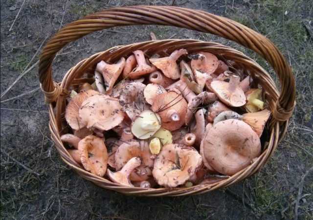 Рыжики сушеные: способы сушки грибов в духовке, аэрогриле, микроволновой печи, на свежем воздухе Применение сушеных рыжиков в кулинарии Сроки и условия хранения продукта