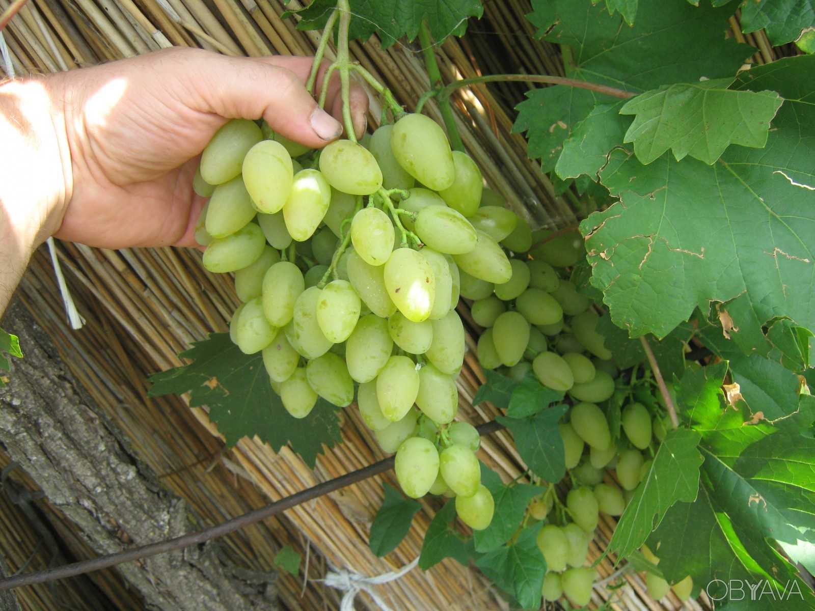 Лучшие сорта винограда для подмосковья и средней полосы россии