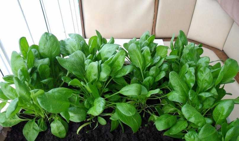 Растение базелла заморский гость: польза и выращивание из семян