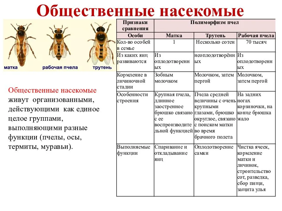 Таблица развития пчел