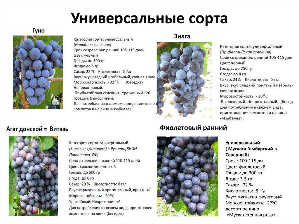 Популярные сорта белого винограда