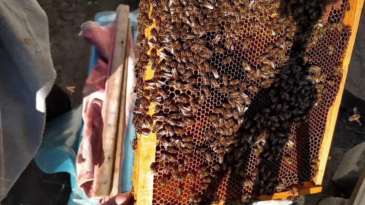 Пчелы-трутовки. пчеловодство для начинающих