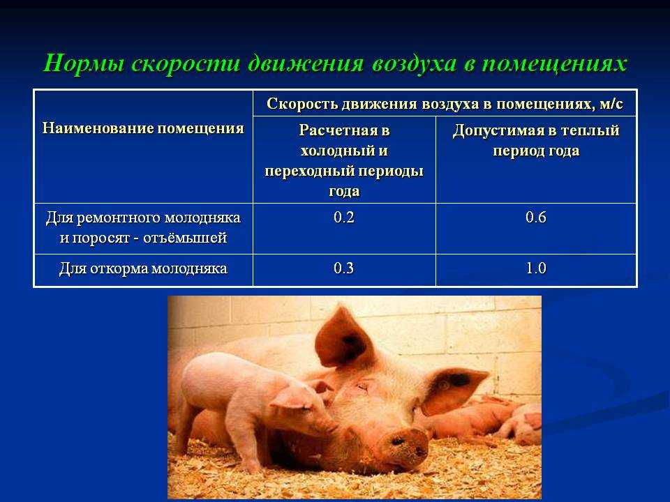 У свиньи температура: чем лечить? симптомы, как измерить - ты-фермер