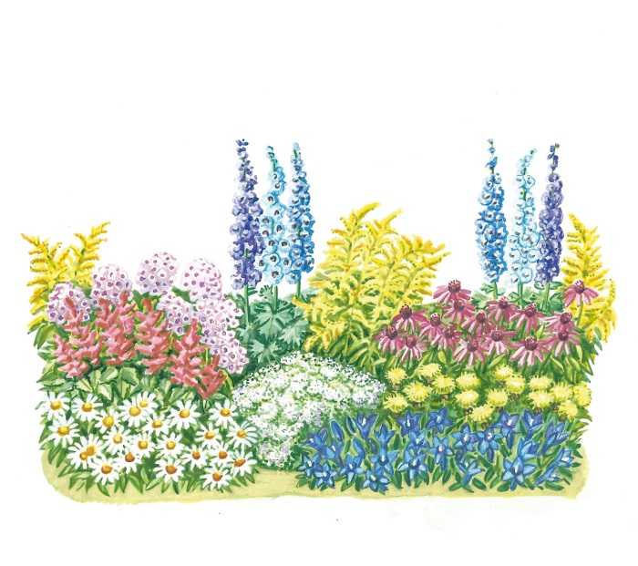 Флоксы в ландшафтном дизайне: с какими цветами и декоративными растениями их можно сажать на участке, на клумбе, в саду Сочетание с другими видами