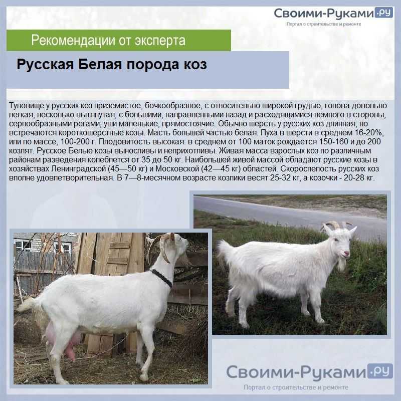 Мясные породы коз с фото и описанием Особенности и характеристики коз мясного направления