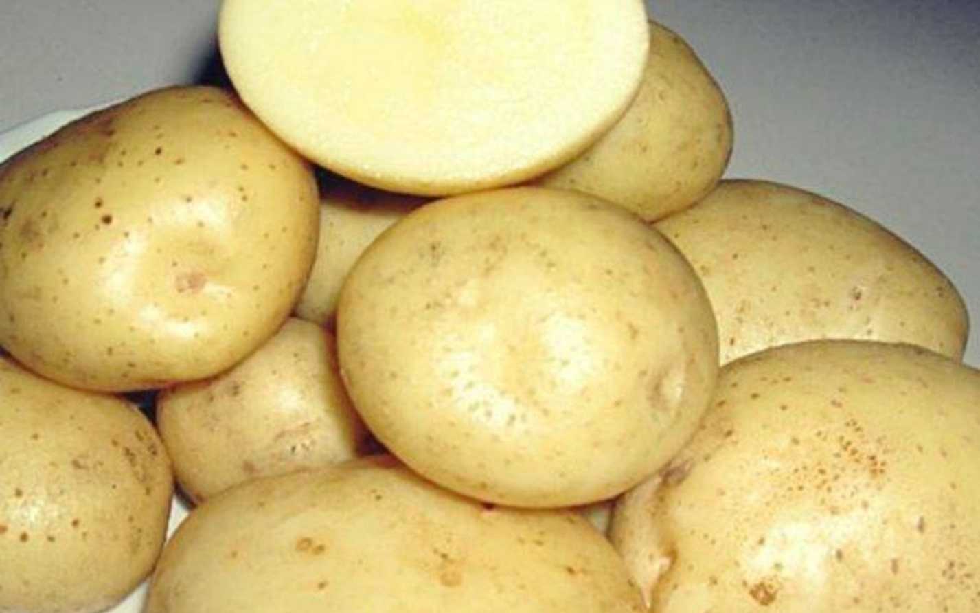 Сорт картофеля санте (сантэ): характеристика сорта, отзывы, фото, вкусовые качества