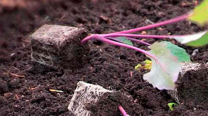 Полезная информация: когда необходимо убирать капусту на хранение на зиму?