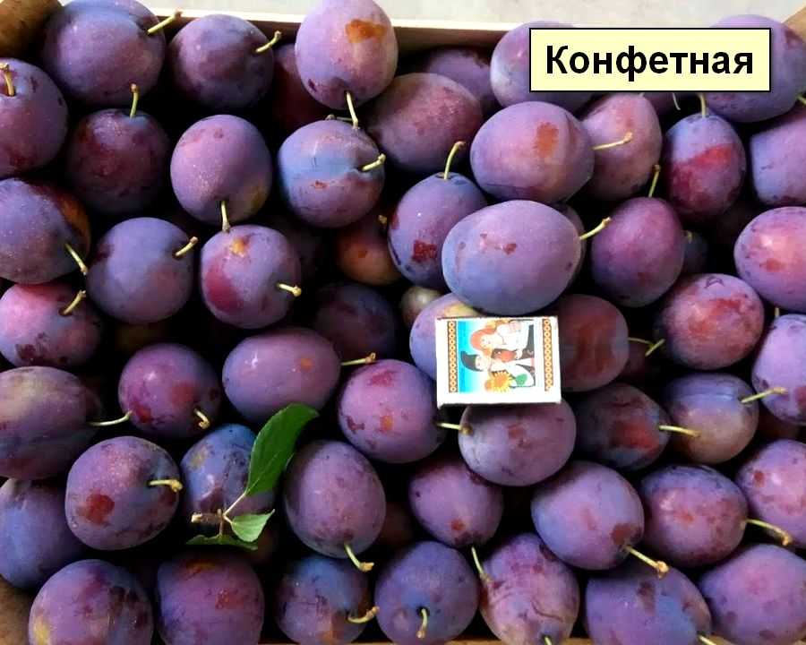 Сорт сливы президент, описание, характеристика и отзывы, особенности выращивания