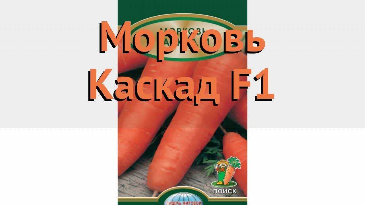 Среднепоздний гибрид моркови каскад f1