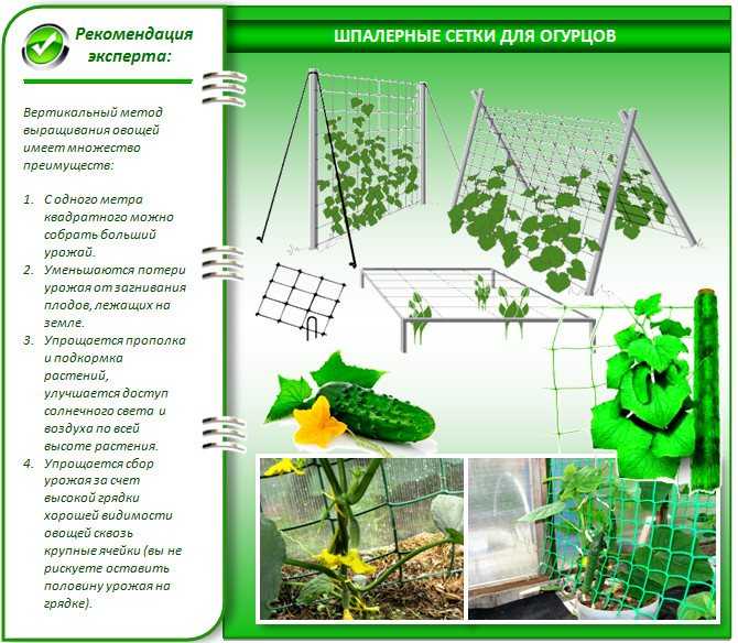 Лучшие сорта кустовых огурцов