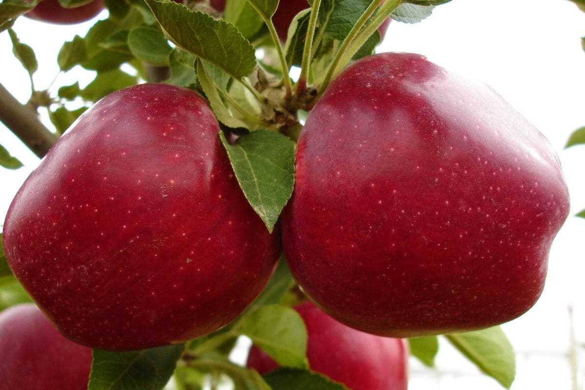 Яблоки ред чиф: описание и характеристики сорта, правила выращивания, отзывы