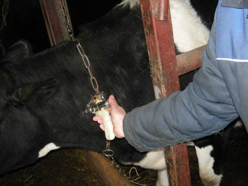 Туберкулез крупного рогатого скота: туберкулинизация, инструкция