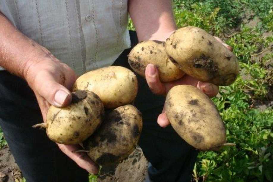 Суперранний сорт картофеля Джувел отличается высокой урожайностью, отменным вкусом, устойчивостью к болезням Благодаря немецким селекционерам овощеводы получают урожай картофеля уже с начала лета