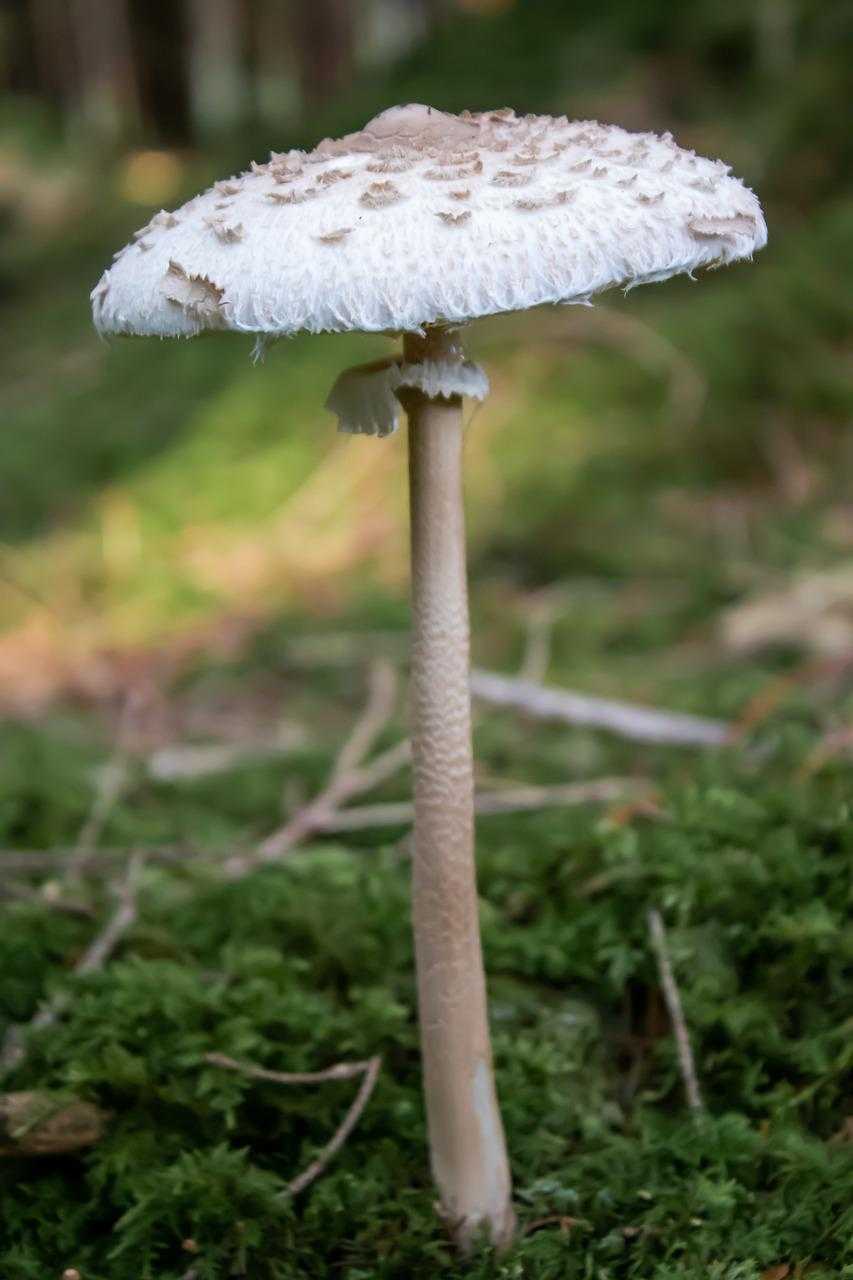 Маринованные белые грибы на зиму, рецепты в банках без стерилизации