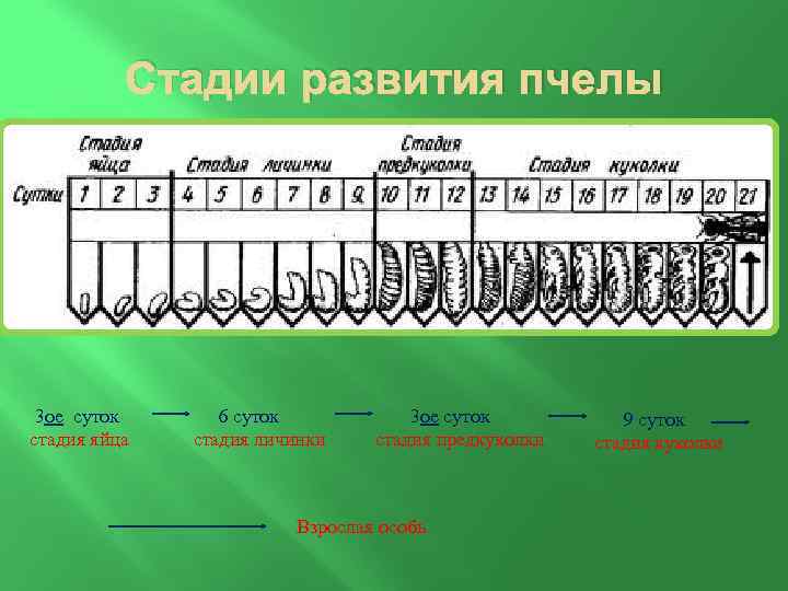 Цикл развития пчеломатки схема