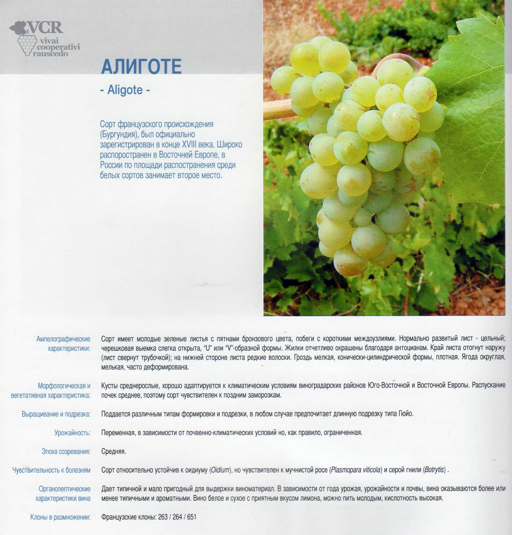 Виноград бажена - описание сорта, фото, отзывы