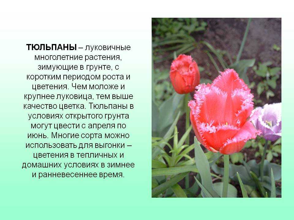 Тюльпан гаити фото и описание
