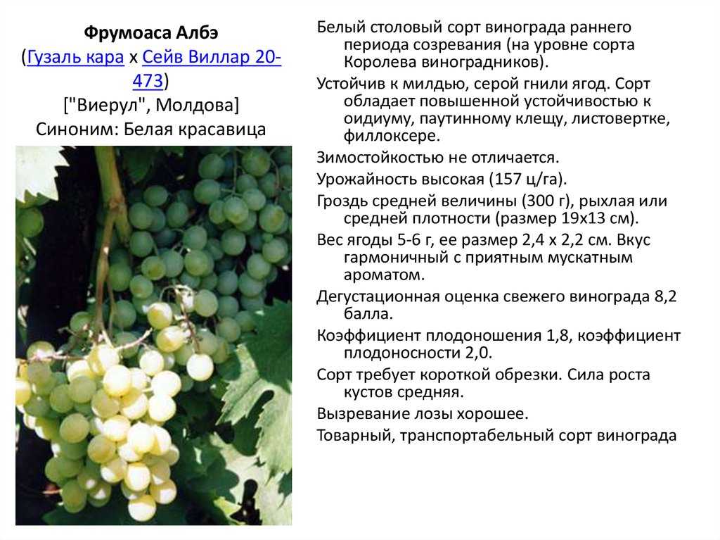 Виноград белое чудо: описание сорта